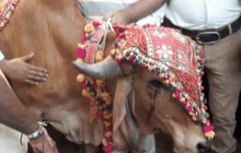 งานแต่งงานวัวในอินเดีย