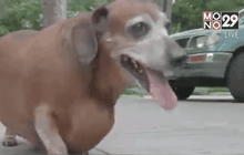 สุนัขพันธุ์ดัชชุนลดน้ำหนักเพื่อสุขภาพ