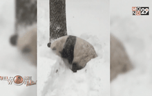 แพนด้ายักษ์เล่นหิมะในสหรัฐฯ