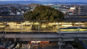 อยู่ร่วมกันได้! ญี่ปุ่นสร้างสถานีรถไฟ  ล้อมรอบต้นไม้เก่าแก่กว่า 700 ปี!