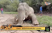 “ช้างป่า” ล้มในท่ากราบแผ่นดิน จ.ระยอง