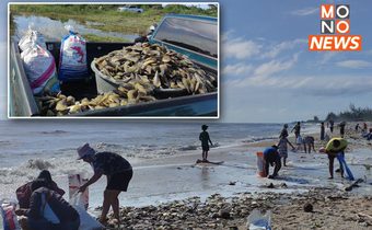 งานนี้เก็บกันเพลิน! “หอย” หลายชนิดเกยตื้นชายหาดท่าพญาเพียบ