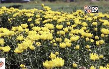 เกษตรกร จ.พิษณุโลก ปลูกดอกเบญจมาศขายแทนทำนา