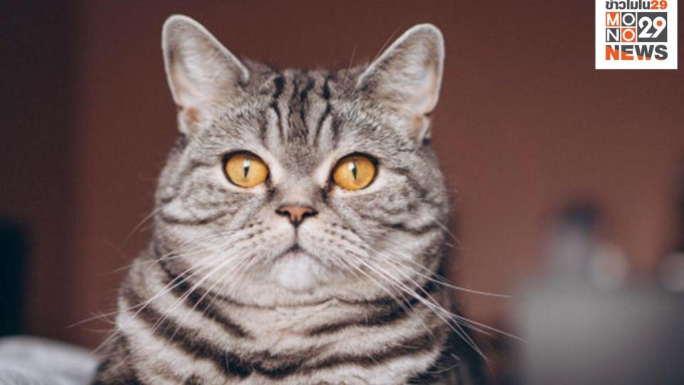 ทาสแมวฟังทางนี้ ผลวิจัยเผยสีหน้าแมว บอกความรู้สึกได้