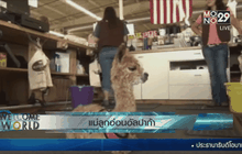 แม่ลูกอ่อนอัลปาก้า