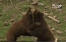 ชิมซาลามีเนื้อหมีและชาอัดแก๊สที่อังกฤษ