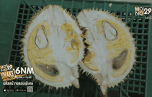 ค้นพบทุเรียนสายพันธุ์ใหม่