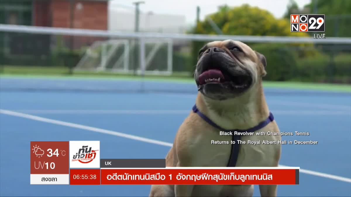 อดีตนักเทนนิสมือ 1 อังกฤษฝึกสุนัขเก็บลูกเทนนิส