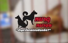 คุยครบกับพบเอก : ปัญหา “สุนัขของไทย” แก้ไขไม่ได้จริงหรือ?