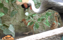 สวนสัตว์เชียงใหม่ต้อนรับ 2 นกกระเรียนหงอนพู่