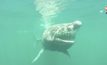 SharkCam หุ่นยนต์ไร้คนบังคับตัวแรกของอังกฤษ