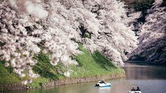 [รีวิว] รวมพิกัด จุดชมซากุระบาน ที่ญี่ปุ่น ไปแล้วต้องแวะ แชะภาพสวยๆ