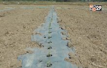 ปลูกแตงโมแทนการทำนานอกเขตชลประทาน