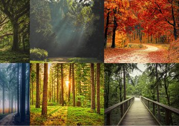 6 ภาพป่า ถ้าต้องเดินเข้าไป คุณจะเลือกภาพไหน บ่งบอกว่า จริงๆ แล้วคุณเป็นคนอย่างไร?