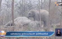 แม่ช้างล้มป่วย ลูกช้างวนเวียนเฝ้า ดุไม่ให้ใครเข้าใกล้