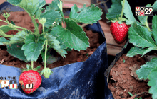 สร้างภาพลักษณ์ “เขาค้อ”สู่การท่องเที่ยวสีเขียว