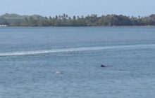 ครอบครัวโลมาหลังโหนก โผล่กลางทะเลตรัง