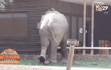 ช้างป่าทำลายร้านค้าในอุทยานแห่งชาติเขาใหญ่