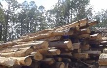 รัฐในออสเตรเลียห้ามตัดต้นไม้ในปี 2573