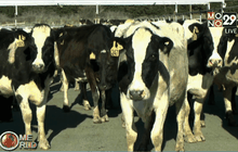 นมล้นตลาดโลกกระทบเกษตรกรนิวซีแลนด์