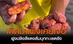 ปรากฎการณ์แปลก! ฝูงปลิงสีแดงส้มบุกทะเลตรัง ชาวประมงตกใจ