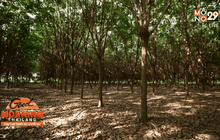 เรียกร้องภาครัฐชดเชยราคายางพาราตกต่ำ