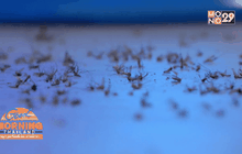 ข้อแตกต่างระหว่างไข้หวัดและไข้เลือดออก