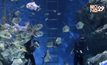 SEA LIFE Bangkok ยันยังดูแลสัตว์น้ำอย่างดี แม้ปิดอควาเรียม