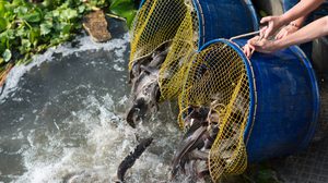 คาถาปล่อยปลา ปล่อยเต่า หรือสัตว์น้ำ