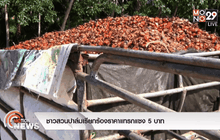 ชาวสวนปาล์มเรียกร้องราคาแทรกแซง 5 บาท