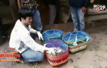 ยึดนกกรงหัวจุกลอบนำเข้าจากลาวกว่า 200 ตัว