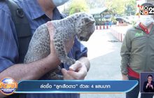 ล่อซื้อ “ลูกเสือดาว”  ตัวละ 4  แสนบาท