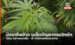 เตือน “อย่าหลงเชื่อ” มิจฉาชีพขายเมล็ดพันธุ์กัญชา โดยอ้างว่าเป็นเมล็ดพันธุ์ที่ได้รับการขึ้นทะเบียนพันธุ์จากกรมวิทย์ฯ