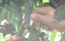​อุตสาหกรรมกาแฟโคลอมเบียจะฟื้นฟูขึ้นในปีนี้