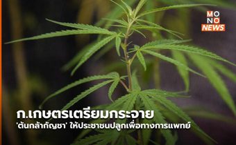 ก.เกษตรเตรียมกระจาย ‘ต้นกล้ากัญชา’ ให้ประชาชนปลูกเพื่อทางการแพทย์