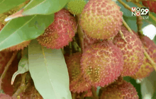 อากาศร้อนจัดกระทบลิ้นจี่ จ.สมุทรสงคราม