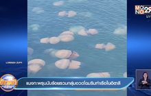 คลิป แมงกะพรุนนับร้อย รวมกลุ่มอวดโฉมริมท่าเรือในอิตาลี