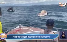 พบซากวาฬบรูด้า ลอยตายกลางทะเลประจวบฯ