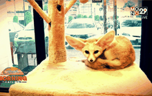 ไอเดียเก๋ คาเฟ่สัตว์เลี้ยงหายาก