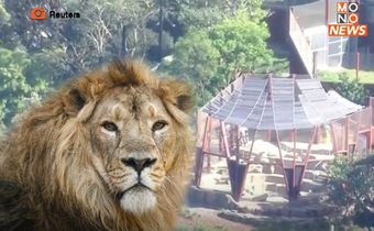 สวนสัตว์ออสเตรเลียผวา!หลังสิงโต 5 ตัวหลุดจากกรง