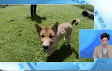 ออสเตรเลียพบลูกหมาป่าดิงโกหายาก