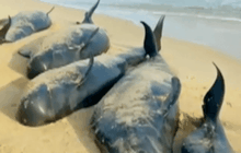 วาฬ 80 ตัวเกยตื้นบริเวณตอนใต้ชายฝั่งอินเดีย