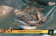 โควิดรอบใหม่  กระทบเกษตรกรเลี้ยงกุ้ง