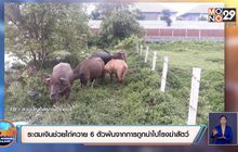 ระดมเงินช่วยไถ่ควาย 6 ตัวพ้นจากการถูกนำไปโรงฆ่าสัตว์