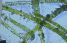 ที่กรองน้ำทำจากสาหร่ายสีเขียว