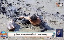 ลูกโลมาเกยตื้นตายริมแม่น้ำท่าจีน เร่งหาสาเหตุ