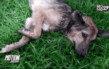 พลเมืองดีกระโดดน้ำช่วยสุนัขเร่ร่อน