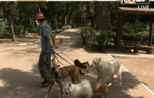 เม็กซิโกปิดสวนสาธารณะหลังสุนัขถูกวางยา