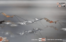 หุ่นยนต์จิงโจ้น้ำ