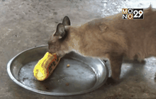 เจ้าเหมียวพันธุ์ไทย ชอบกินข้าวโพดต้ม